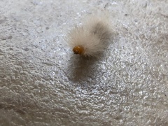 Arctiinae