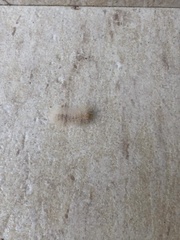 Arctiinae