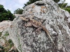 Acanthocercus atricollis