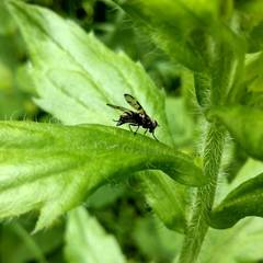 Otites formosa