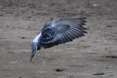 Columba livia domestica