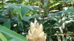 Zelus versicolor