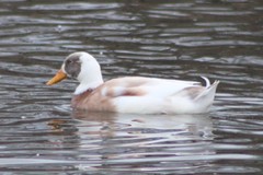 Anas platyrhynchos domesticus