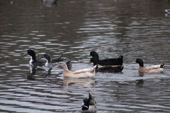 Anas platyrhynchos domesticus