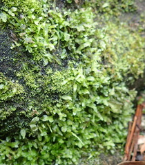 Symphyogyna podophylla