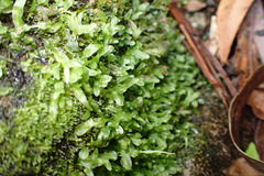 Symphyogyna podophylla