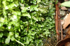 Symphyogyna podophylla
