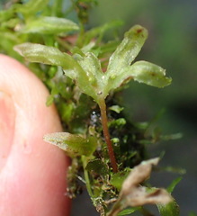 Symphyogyna podophylla