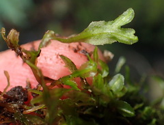 Symphyogyna podophylla