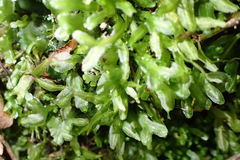 Symphyogyna podophylla