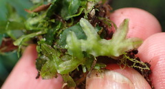 Symphyogyna podophylla