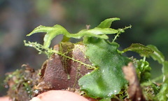 Symphyogyna podophylla