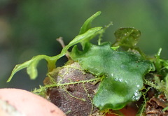 Symphyogyna podophylla