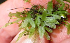 Symphyogyna podophylla