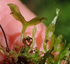 Symphyogyna podophylla