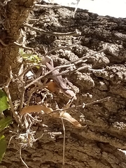 Anolis carolinensis