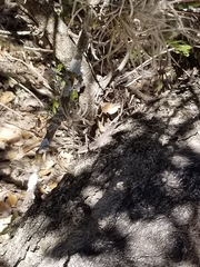 Anolis carolinensis