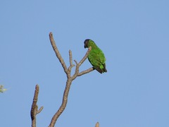 Poicephalus senegalus