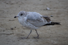 Larus delawarensis