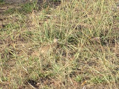 Pternistis bicalcaratus