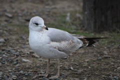 Larus delawarensis