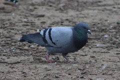 Columba livia domestica