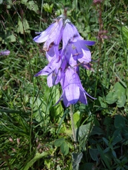 Campanula collina