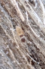 Liposcelis priesneri