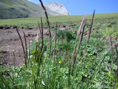 Hordeum brevisubulatum