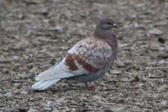 Columba livia domestica