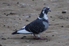 Columba livia domestica