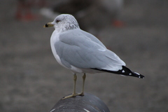 Larus delawarensis