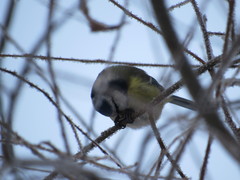 Cyanistes caeruleus