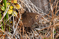 Erebia embla