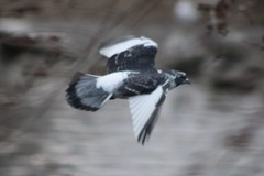 Columba livia domestica