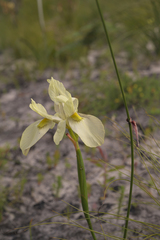 Moraea neglecta