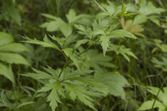 Aconitum stoloniferum