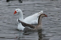 Anser anser domesticus × anser cygnoides domesticus