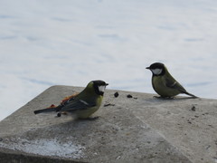 Parus major