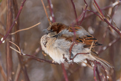 Passer domesticus