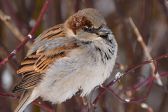 Passer domesticus