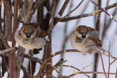 Passer domesticus