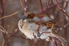 Passer domesticus