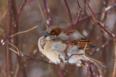 Passer domesticus