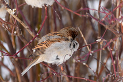Passer domesticus