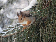 Sciurus vulgaris