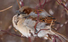 Passer domesticus