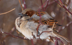 Passer domesticus
