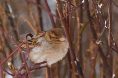 Passer domesticus