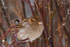 Passer domesticus